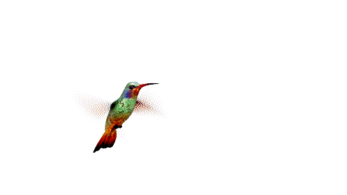 hermoso colibri gif .gif